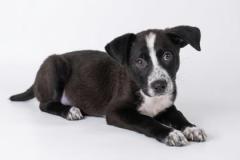 DEAN, Mixed Breed, 3 months, male, 15.6#, black/white 