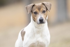 DOROTHY, Mixed Breed, 2.5 years, female, 35#, brown/white