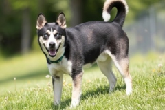 DUKE, Husky Mix, 2 years, 10 months, male (neutered), 62.5#, black/tan/white