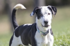 FRECKLES, Hound, 4 years, 6 months, male (neutered), 52.8#, black/white