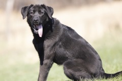 HAMPTON, Lab, 1 year, 10 months, male, 60#, black