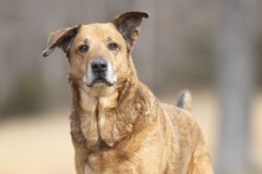 HOSS, Hound, 8 years, 8 months, male (neutered), 65.2#, red
