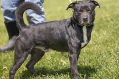 JASPER, Lab X, 4 years, 10 months, male, 50.4#, black/white