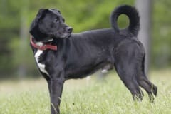 JASPER, Lab X, 4 years, 10 months, male, 50.4#, black/white