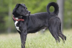JASPER, Lab X, 5 years, 2 months, male, 50.4#, black/white