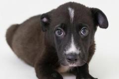JESS, Mixed Breed, 3 months, male, 16.4#, black/white