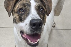 KIRBY, Mixed Breed, 4 years, 2 months, male (neutered), 59#, white/brindle