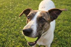 Another photo of KIRBY