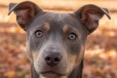 KODA, Mixed Breed, 2 years, 3 months, male, 41.5#, fawn/tan