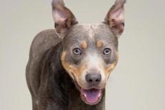 KODA, Mixed Breed, 2 years, 5 months, male, 41.5#, fawn/tan