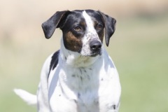 LENNOX, Beagle Mix, 3 years, male, 39.5#, black/white/brown 