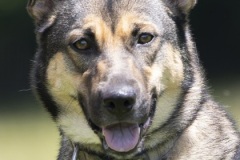 LOTTIE, German Shepherd, 2 years, 2 months, female (spayed), 53#, black/tan