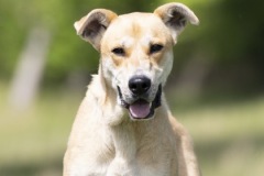 REMI, Mixed Breed, 3 years, female (spayed), 60#, red/white