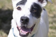 ROCKET, Mixed breed, 2 years, 4 months, male (neutered), 52.7#, black/white