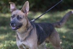 SAMPSON, Shepherd X, 3 years, 5 months, Male (neutered), 49#, black/tan