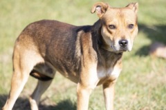 SCOOTER, Mixed Breed, 2 years, 4 months, male, 40.1#, rust/black/white