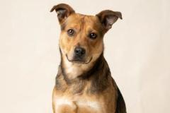 SCOOTER, Mixed Breed, 2 years, 6 months, male, 40.1#, rust/black/white