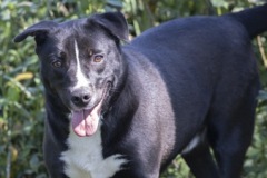 SILAS, Mixed breed, 3yrs, 10 months, male, 36.7#, black/white
