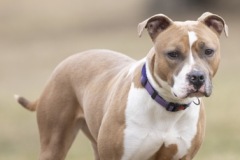 Another photo of STELLA