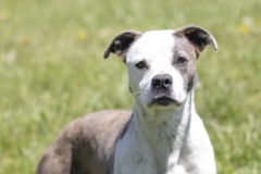 SUTTON, Bully Type X, 2 years, one month, female (spayed), 36.2#, brindle/white 