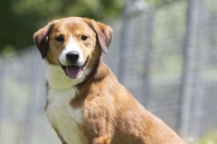TODD, Terrier Mix, 1 year, male, 38#, red/white