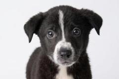 TRISTIN, Mixed Breed, 3 months, male, 12.8#, black/white