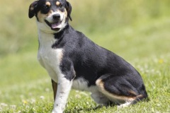 ONYX,medium mix breed, male not neutered yet, 1 year, 35 lbs, black/white/tan