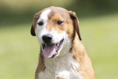 ZEPHYR, large mix breed, male not neutered yet, 7 months, 53 lbs, red/white