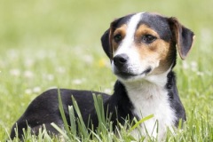 RYKER, medium mix breed, male not neutered yet, 7 months, 27 lbs, black/white/tan